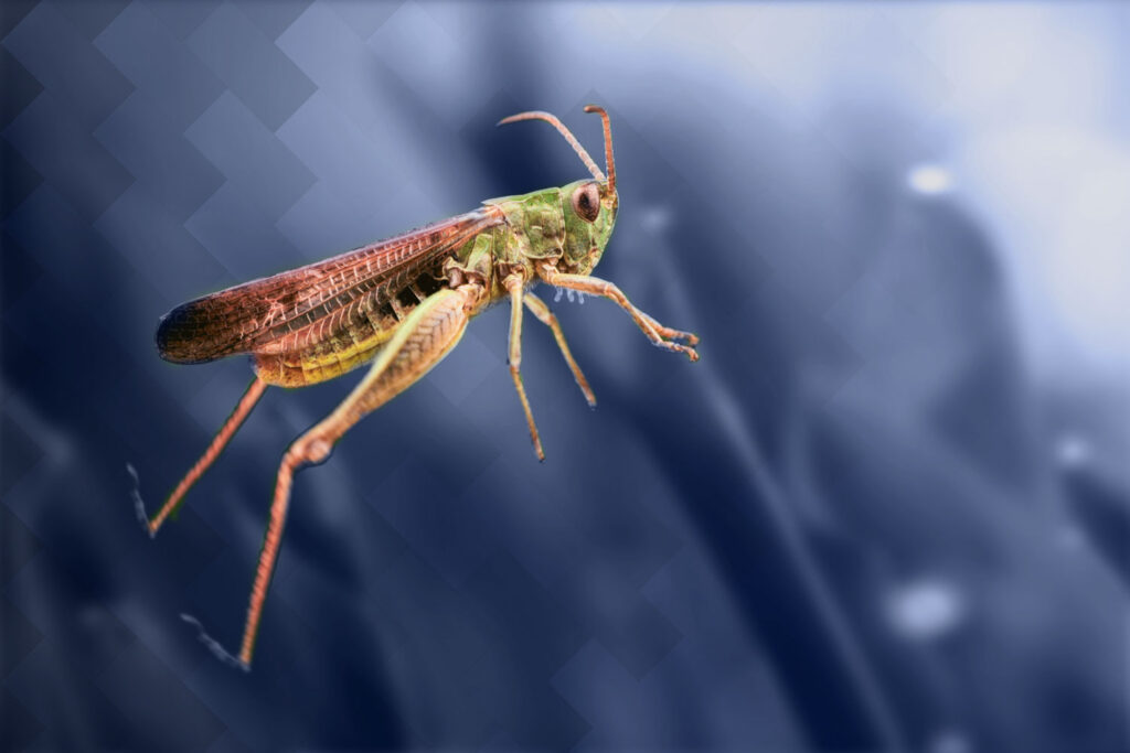 Matinale : « Croissance Externe : Opportunité ou Stratégie ? »