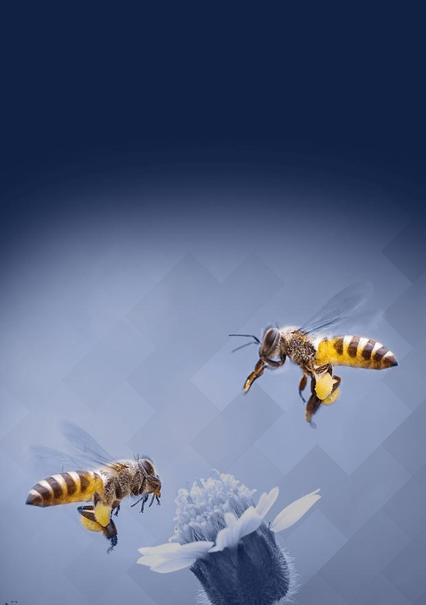 Accompagnement stratégique pour les entreprises