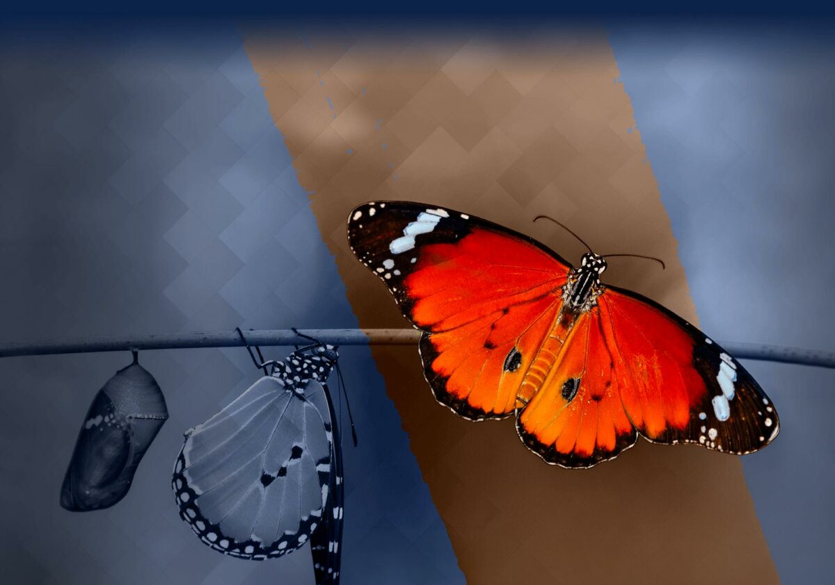 Egnoka Stratégie, spécialiste du développement des PME