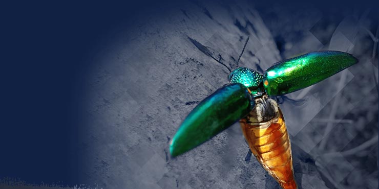 La pérennité d’une entreprise dépend de la capacité de son dirigeant à évoluer.