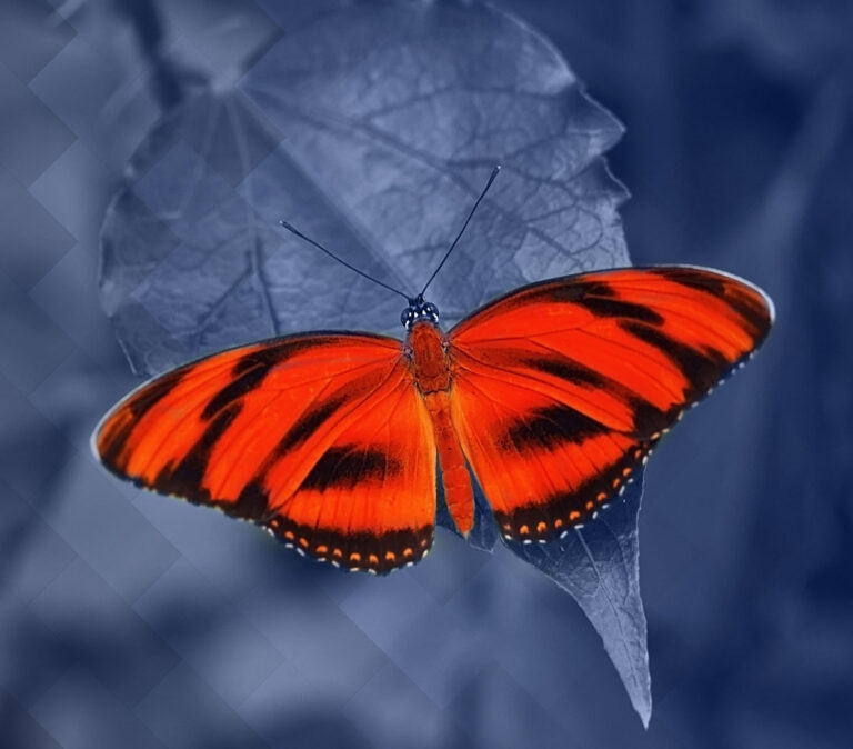 Conférence Isabelle Decoopman – Le meilleur levier de développement de votre PME : Transformer son modèle économique et réussir sa transition numérique !