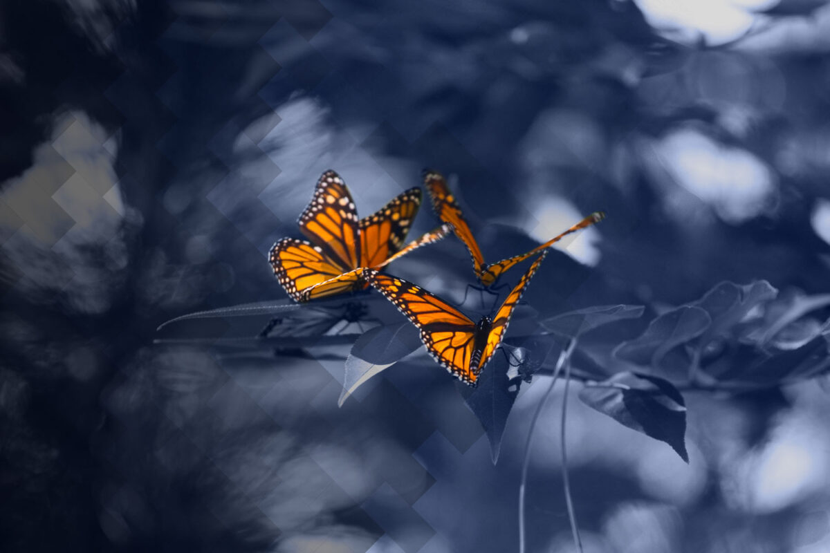 La métamorphose stratégique de PAINTUP est en cours !